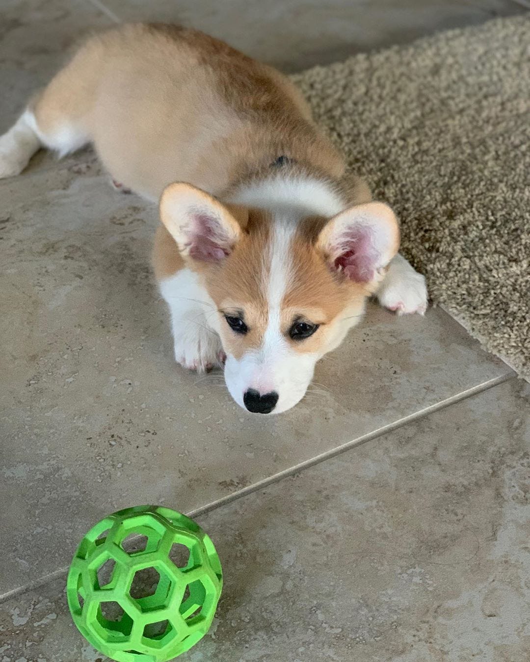 Best Dog Food for How and What To Feed by Downtown