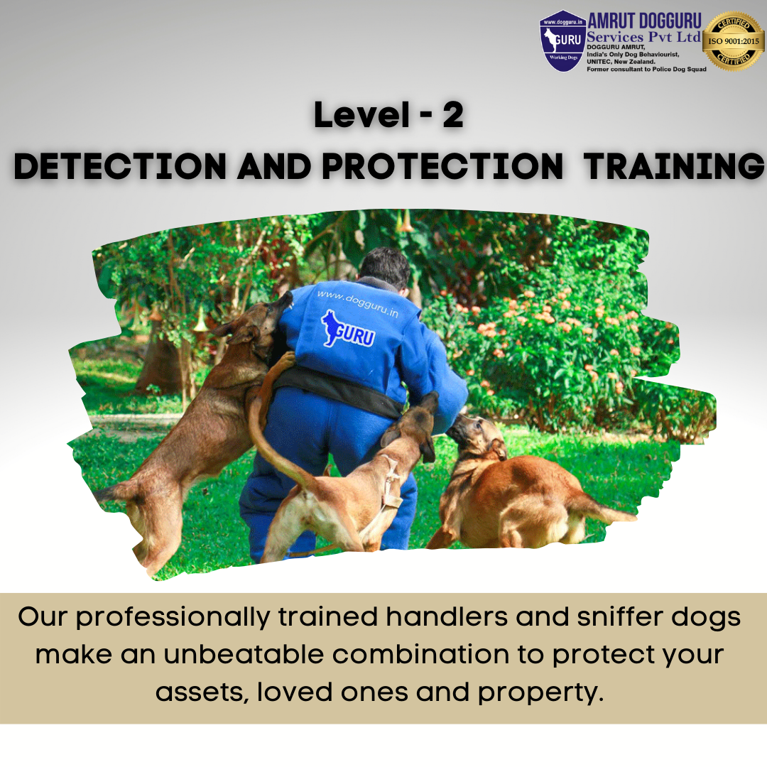 Dog Training In Bangalore Dog Training Medium dog-training-in-bangalore-dog-training-medium