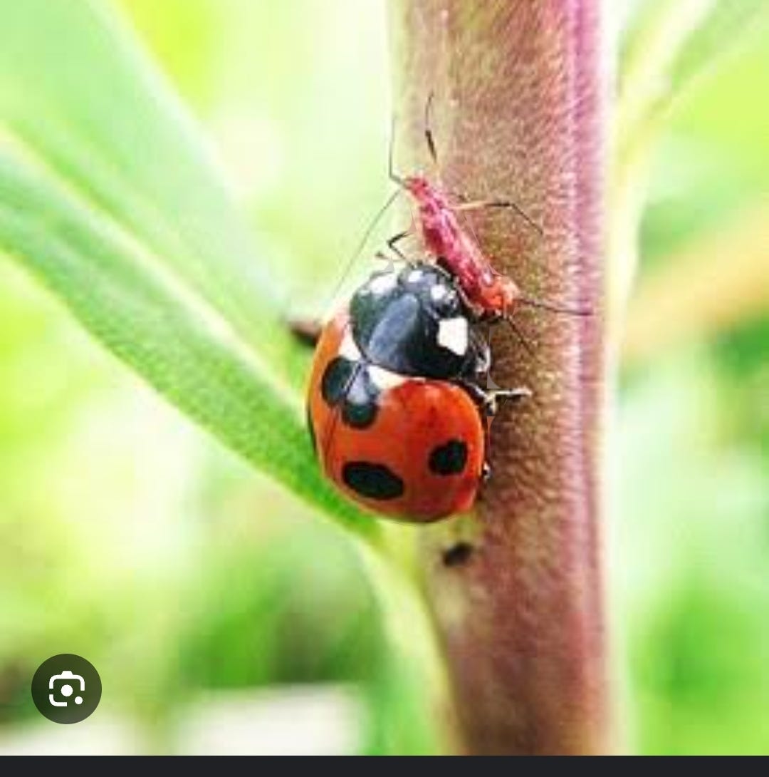 Natural Pest Control Using Ladybugs A Sustainable Approach to Climate