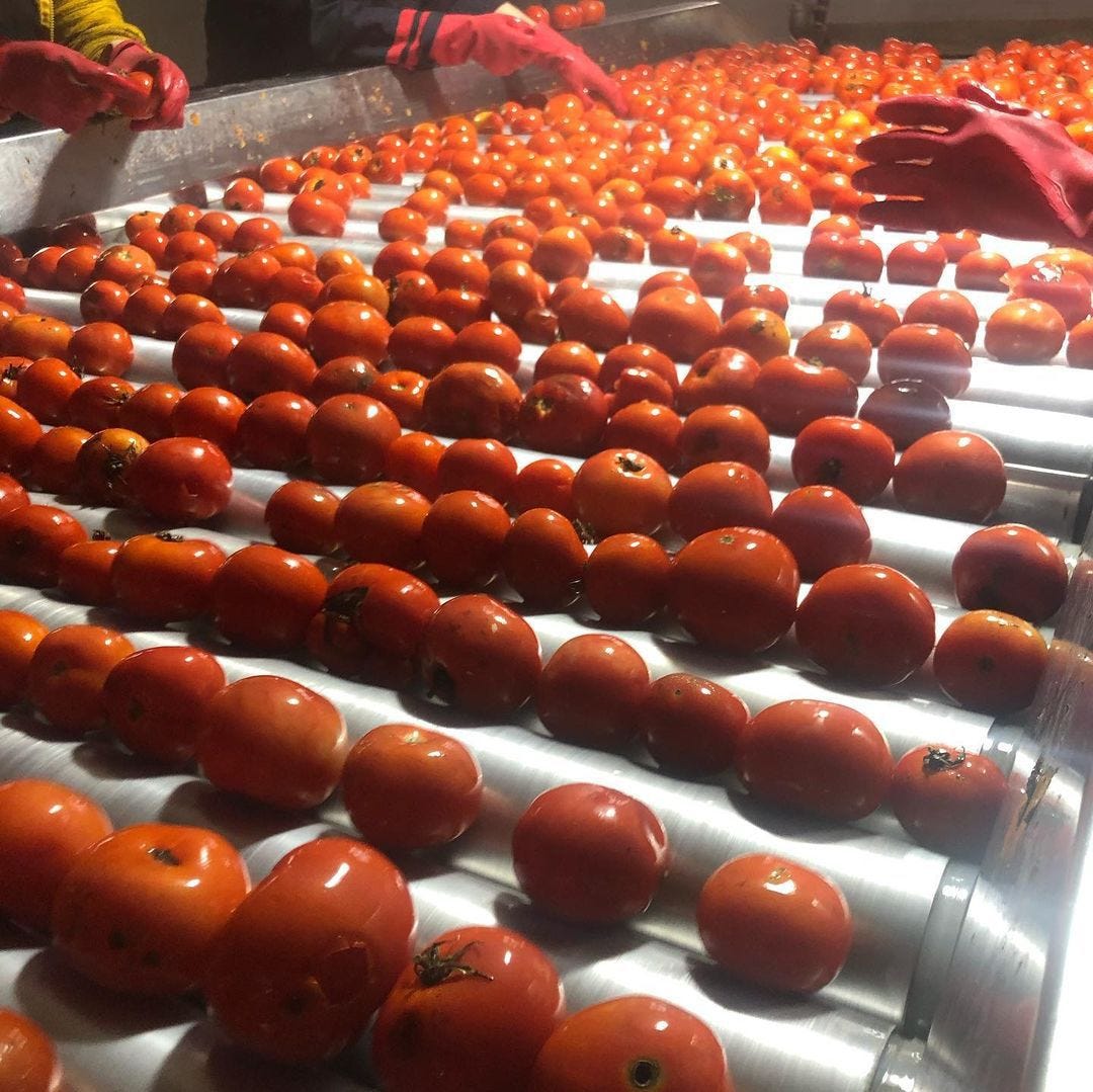 tomatoesland-turkish-aseptic-tomato-paste-and-production-stages