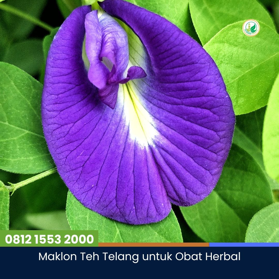 Maklon Teh Telang untuk Obat Herbal