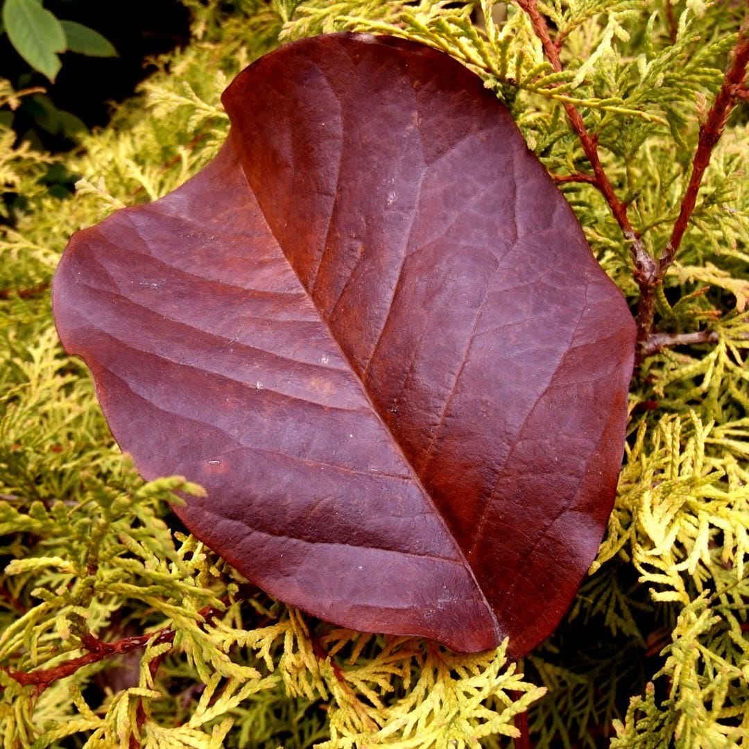 Restless Life. A Poem | by Joanne Olivieri | Promptly Written | Medium