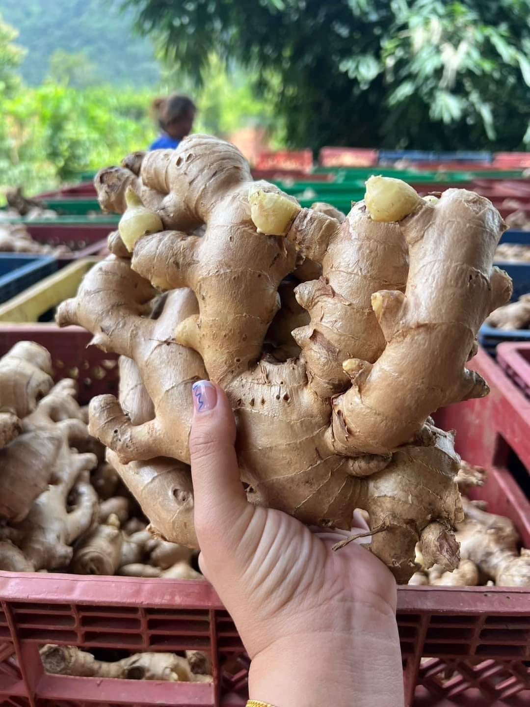 Dry ginger vs fresh ginger 4 reasons why dry ginger is better than