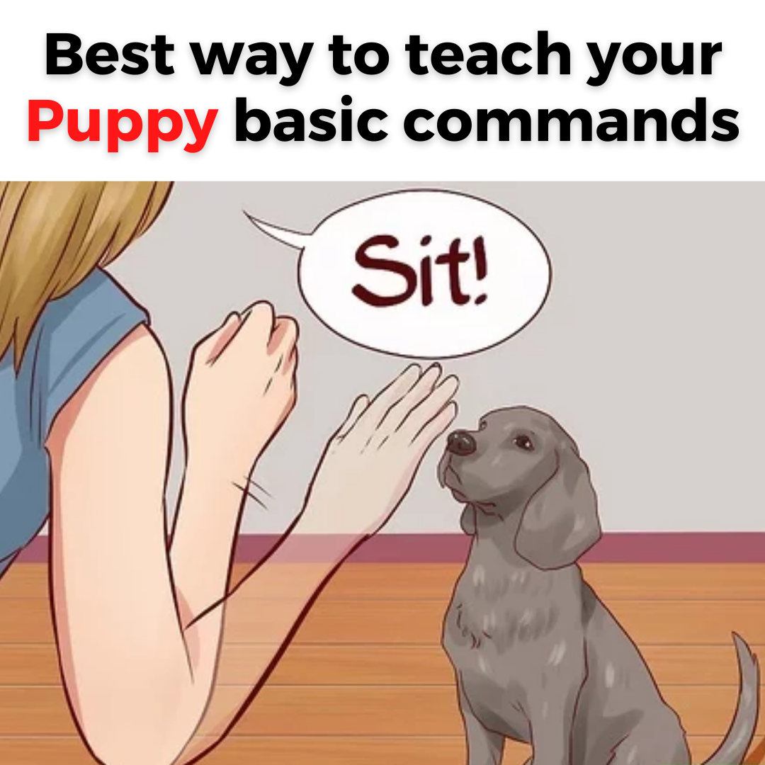 How to keep your puppy trained !! by Nawaz Majeed Medium