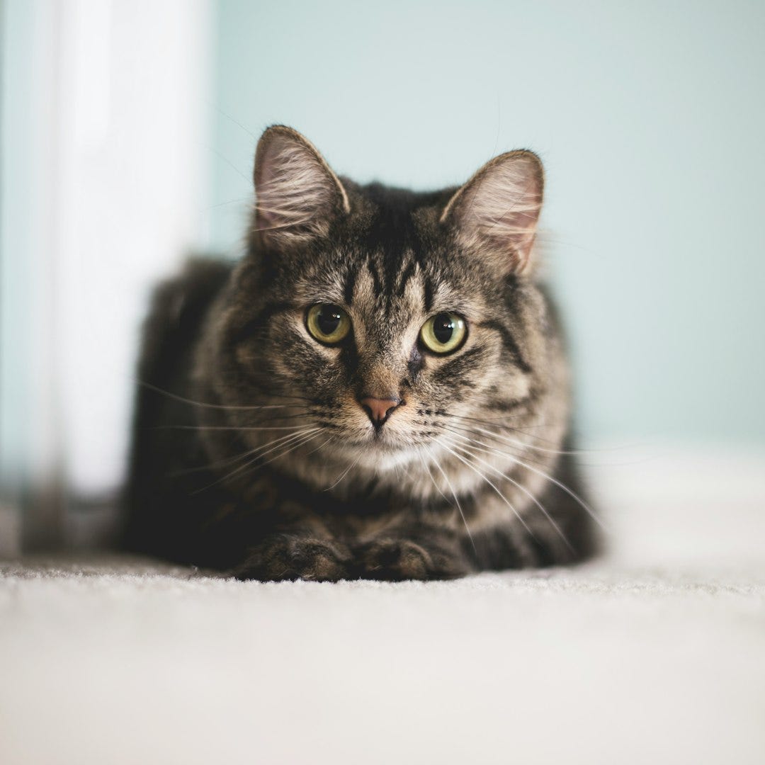 The Hunt in the Living Room: Why Puzzle Feeders Are One of the Best Gifts You Can Give Your Cat