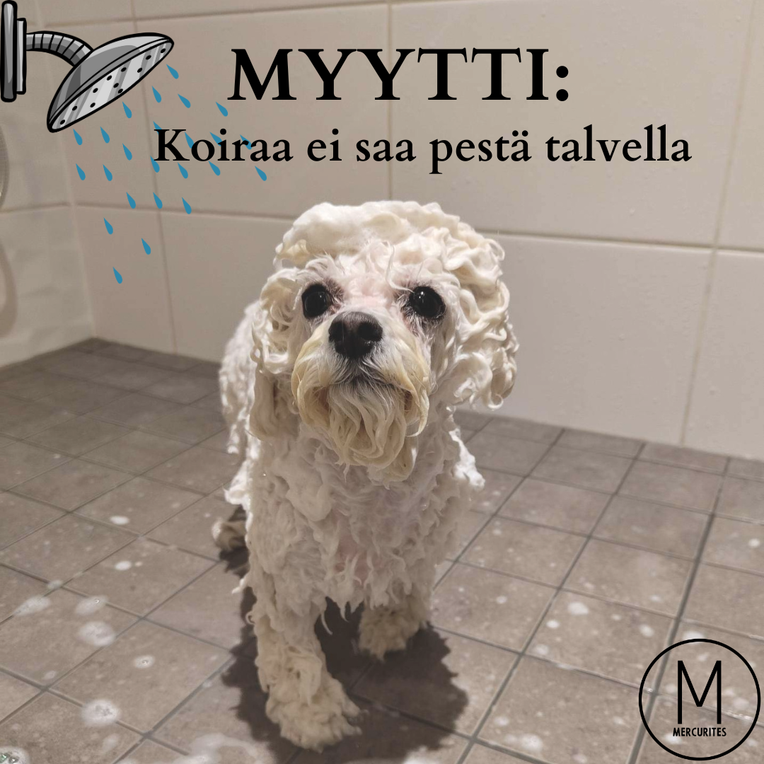 MYYTTI: Koiraa ei saa pestä talvella