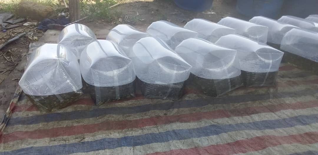 Uzalishaji na Usafirishaji wa Vifaranga vya Samaki — Mwongozo wa Kina kwa Wakulima na Wajasiriamali.