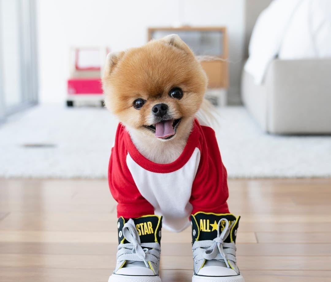 the-five-recommended-pet-clothing-brands-for-your-furry-friends-by