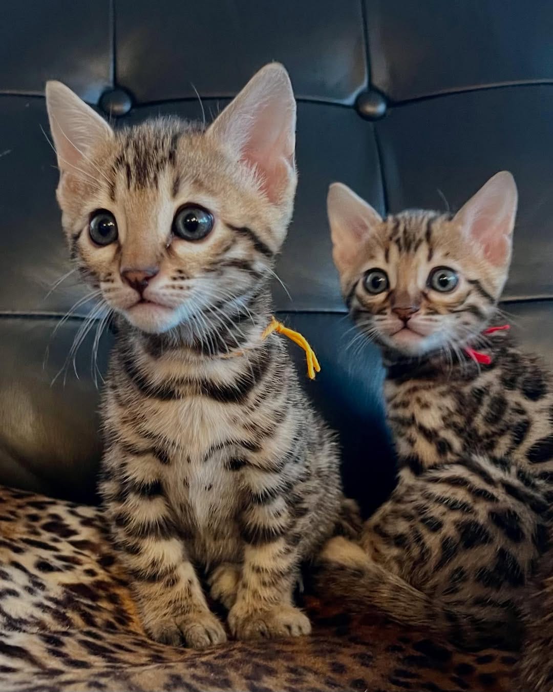 Exotic Kittens For Sale Online In Australia