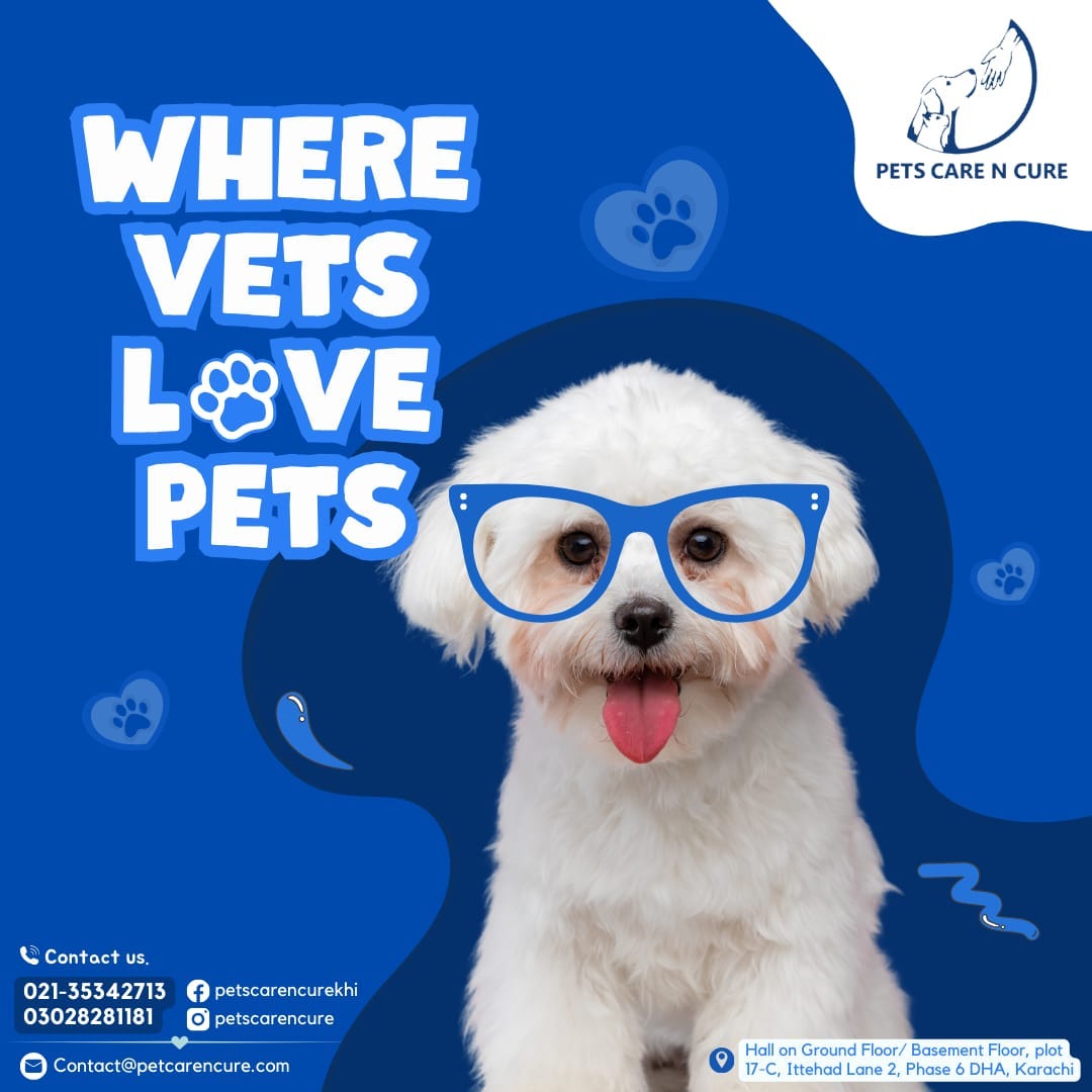 Best Pet Care Hospital in Karachi Petcarencure Medium