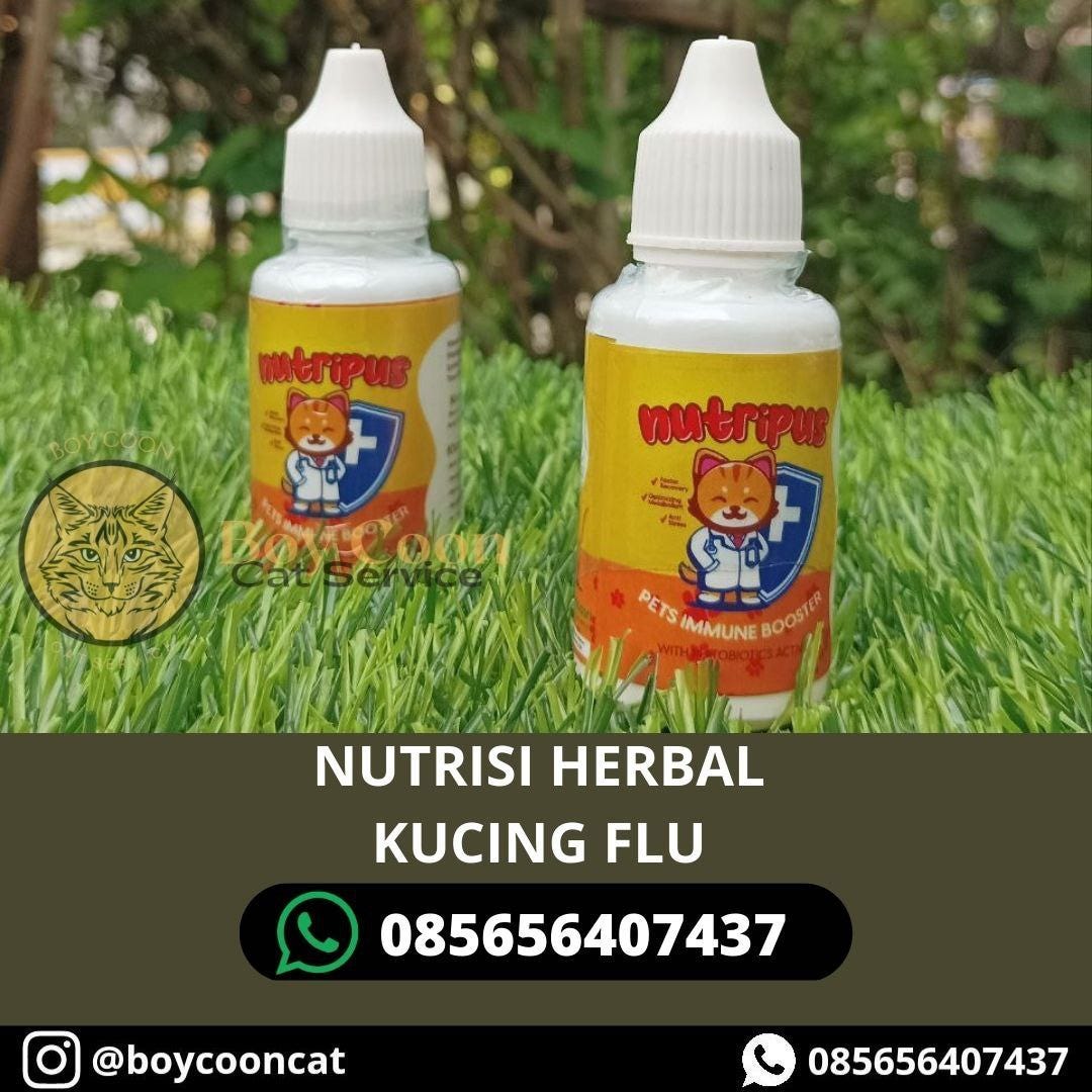 NUTRISI HERBAL KUCING FLU by Boycoon Cat service Medium