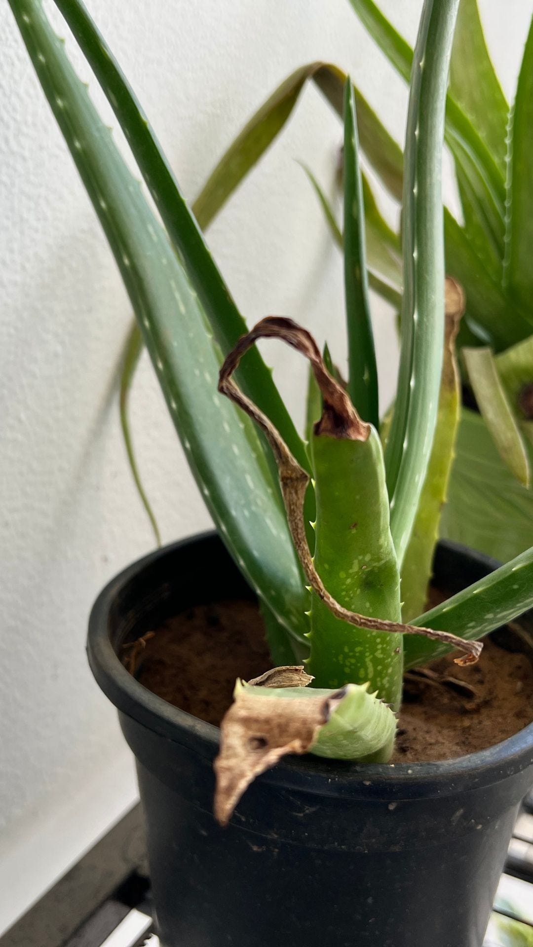 Why Is My Aloe Vera Plant Mushy? - Nursery Lady - Medium