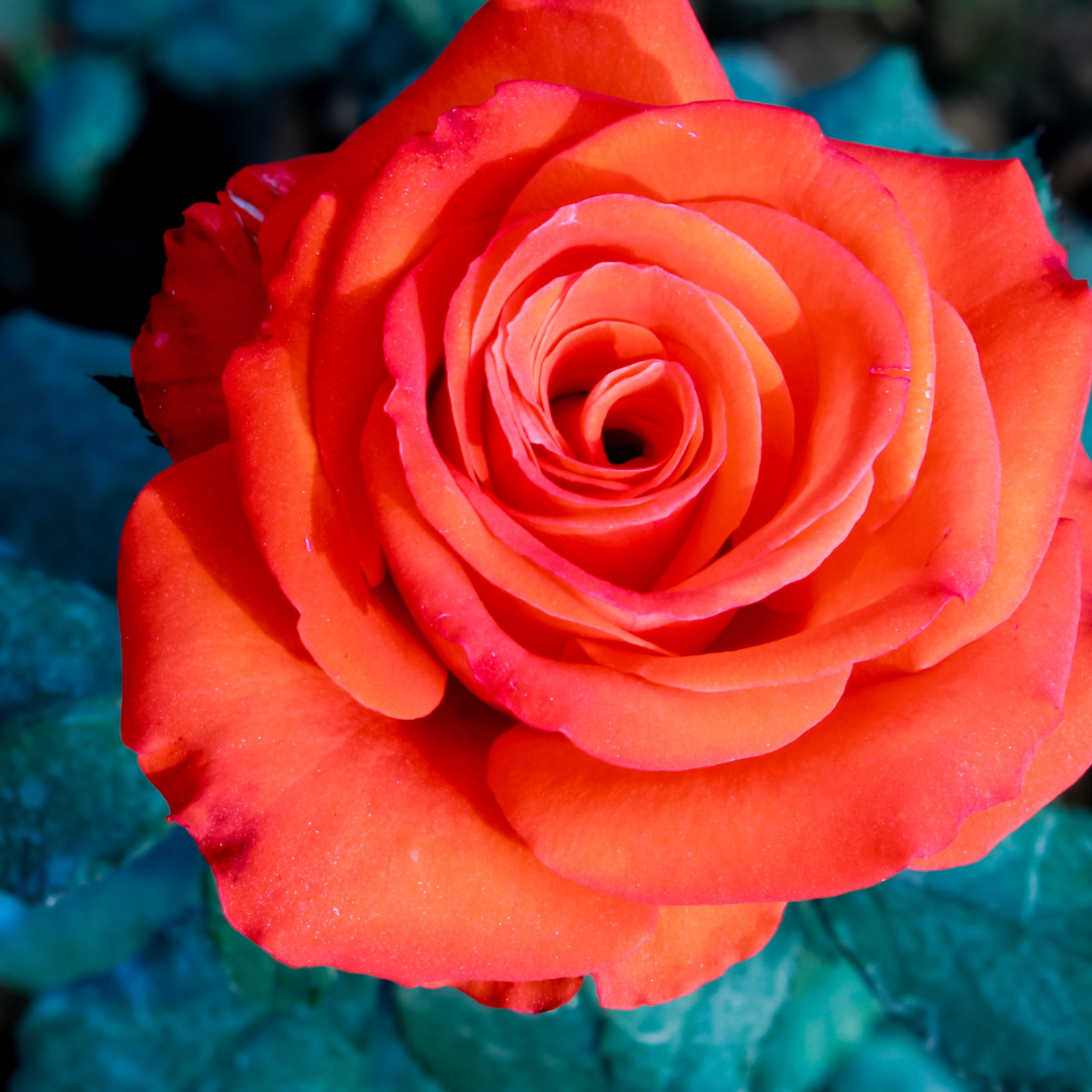 How to Grow and Take Care of Rose Plants by seonearme Medium