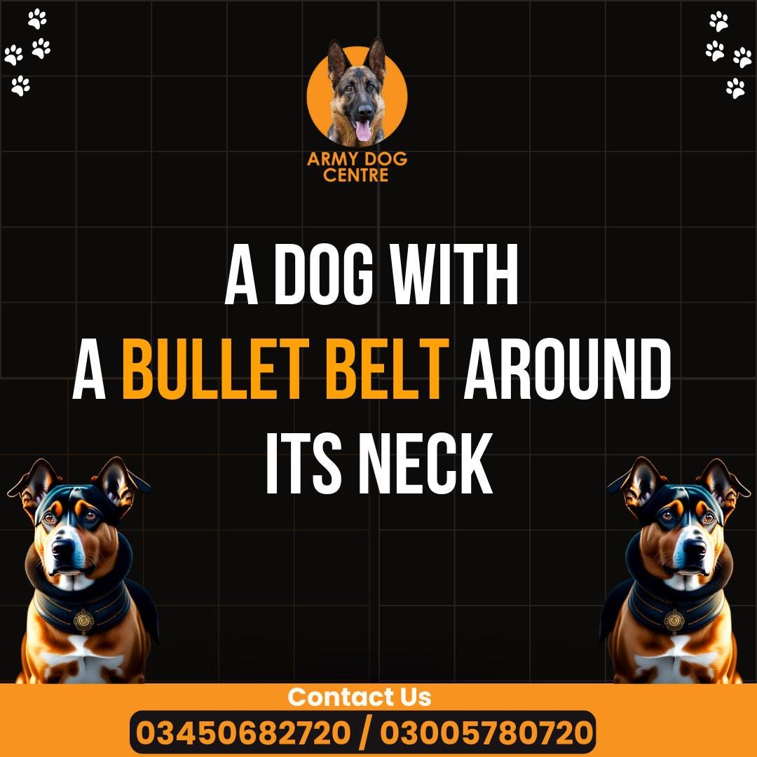 Lahore dog center 03338453837 Our detection experts are on duty. Trust