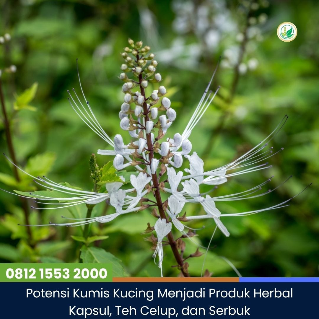 Potensi Kumis Kucing Menjadi Produk Herbal Kapsul, Teh Celup, dan Serbuk