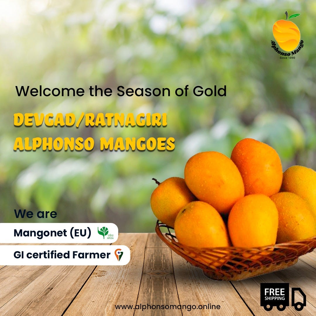 Alphonso Mango Konkan Belt