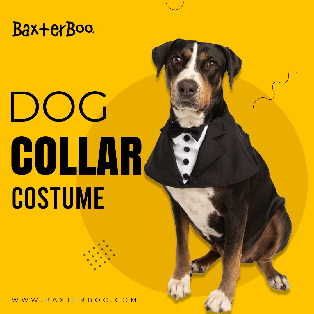 Get an intriguing array of dog collar costume at an affordable rate from  BaxterBoo! - BaxterBoo - Medium