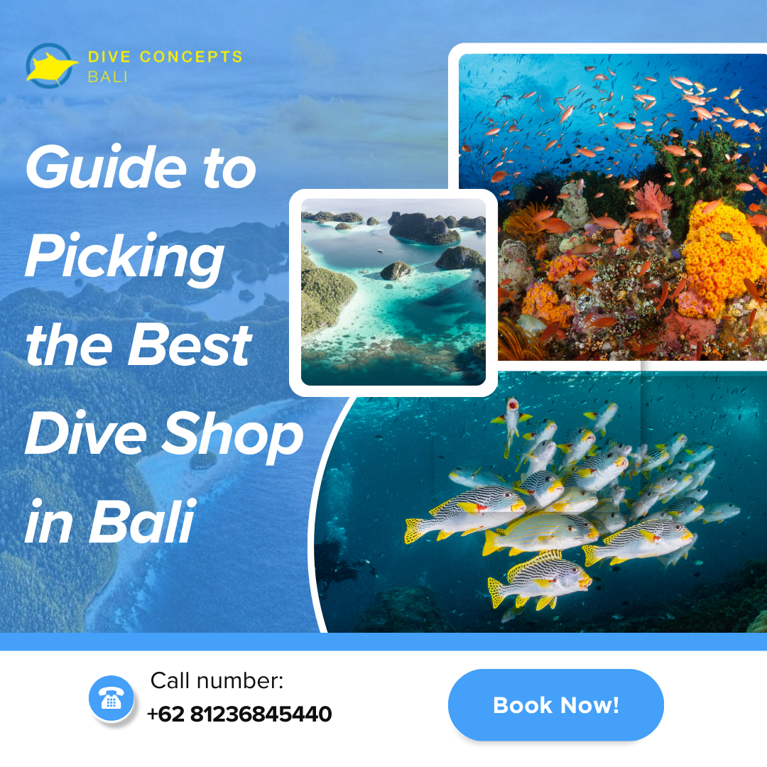 Guide to Picking the Best Dive Shop in Bali