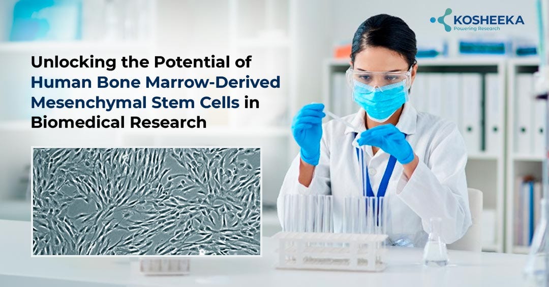 Unlocking the Potential of Human Bone Marrow-Derived Mesenchymal Stem Cells in Biomedical Research