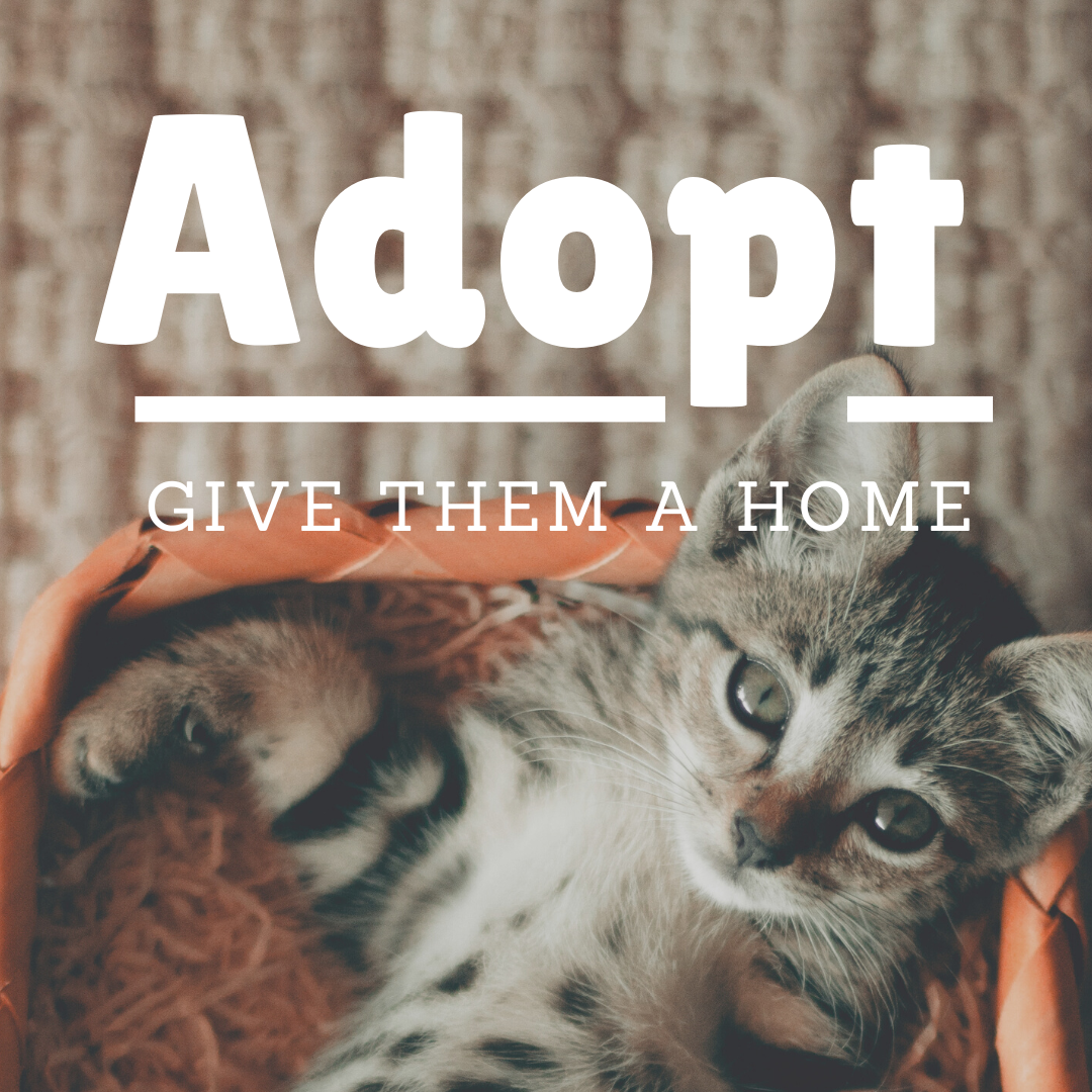 Adopting A Kitten: Pros and Cons. So you’re thinking of adopting a