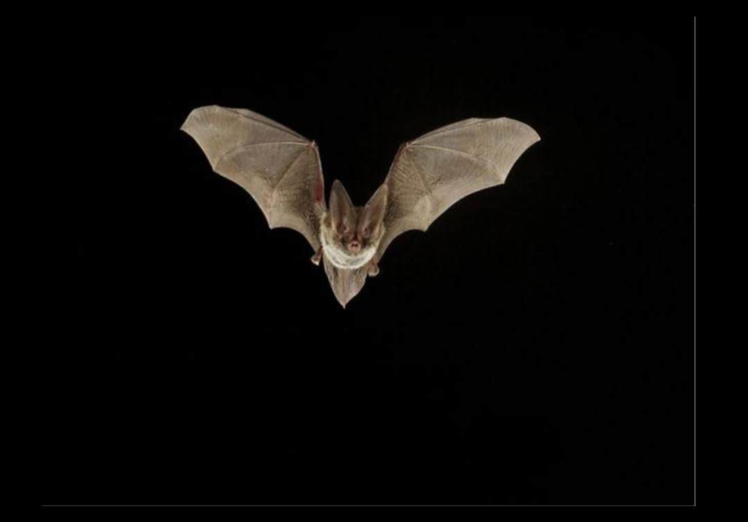 Bats are birds or mammals?. Are bats birds??? by Laiba ikram Medium