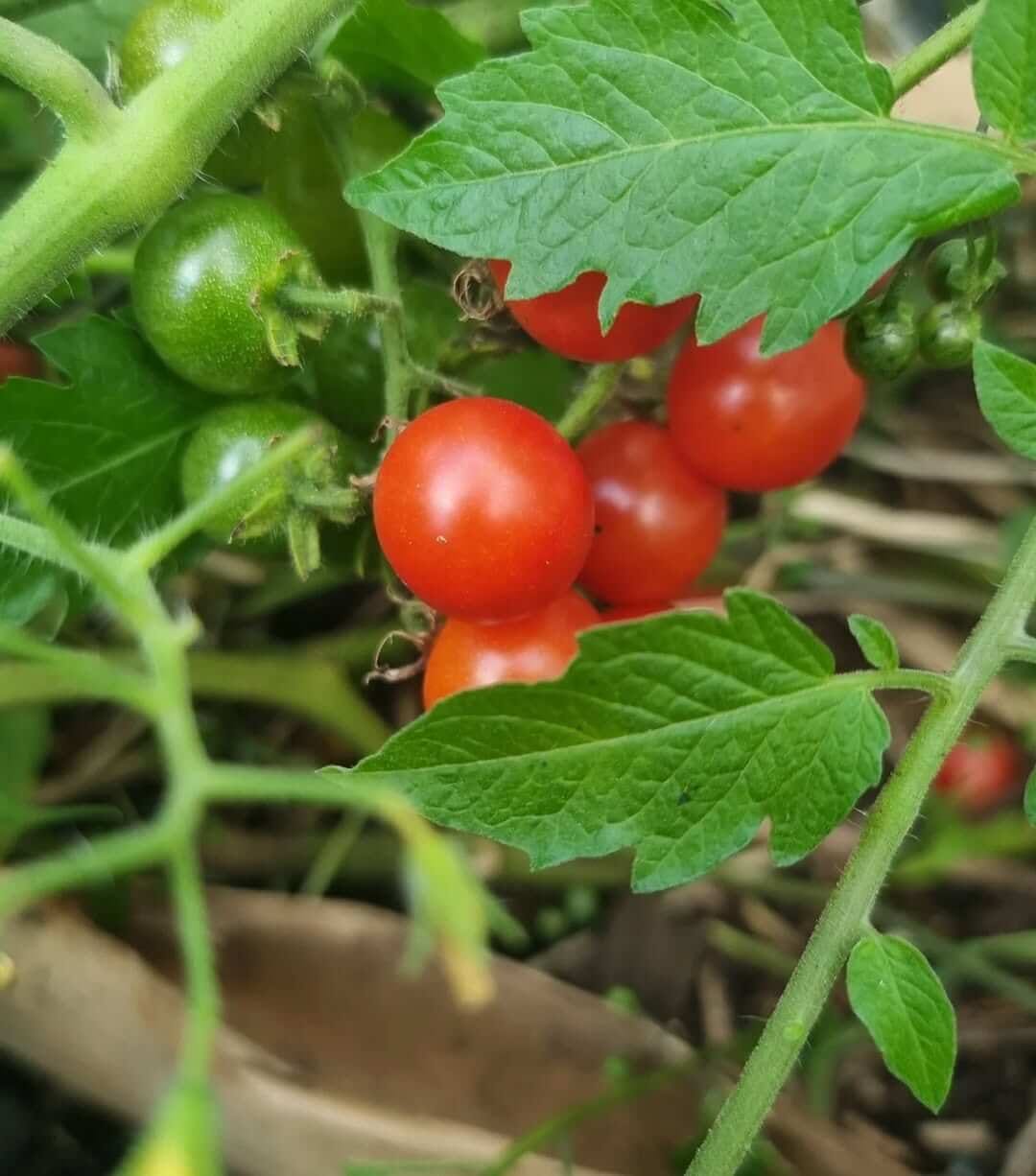 How to Grow Hydroponic Tomatoes: Complete Guide to Nutrients, Setup, and High Yields