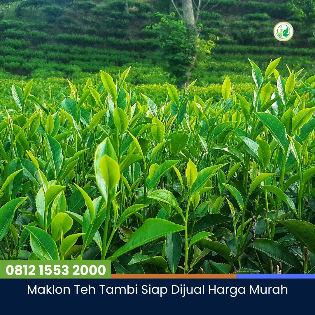 Maklon Teh Tambi Siap Dijual Harga Murah