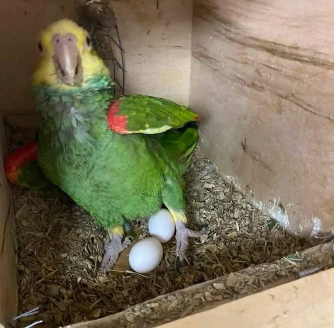 Fertile Parrot Eggs For Sale Online