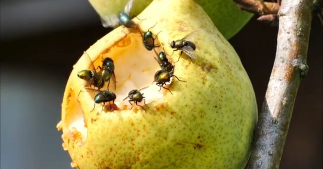 How to Keep Flies Out of Your Home During Summer by Phoebes Cultural