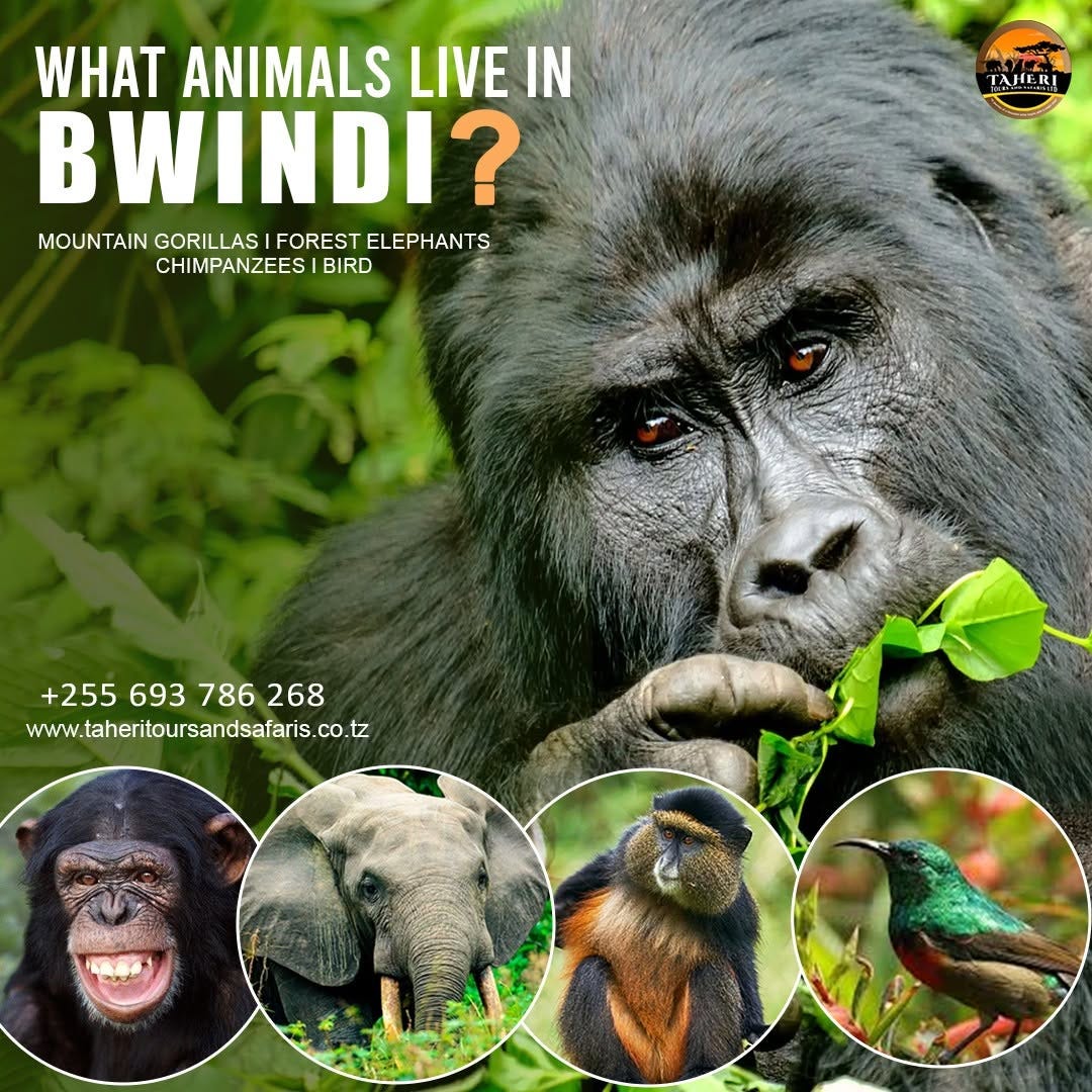 What animals live in Bwindi?