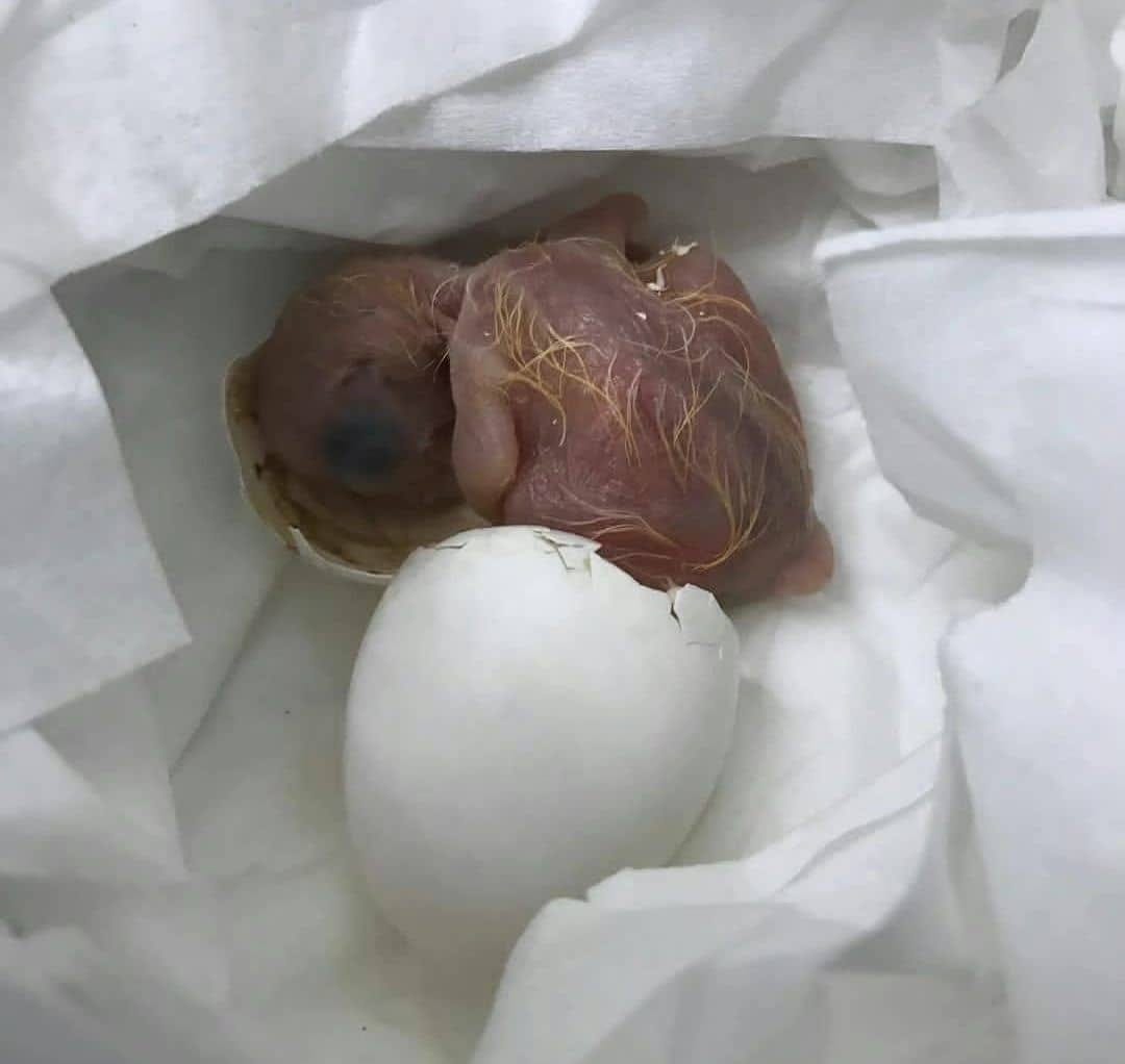 Green-Winged Parrot Macaw Eggs