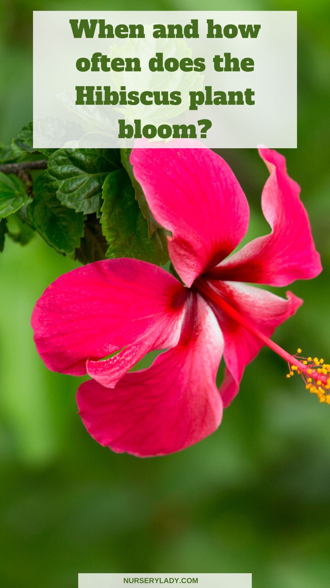 How Fast Do Hibiscus Plants Grow? - Nursery Lady - Medium