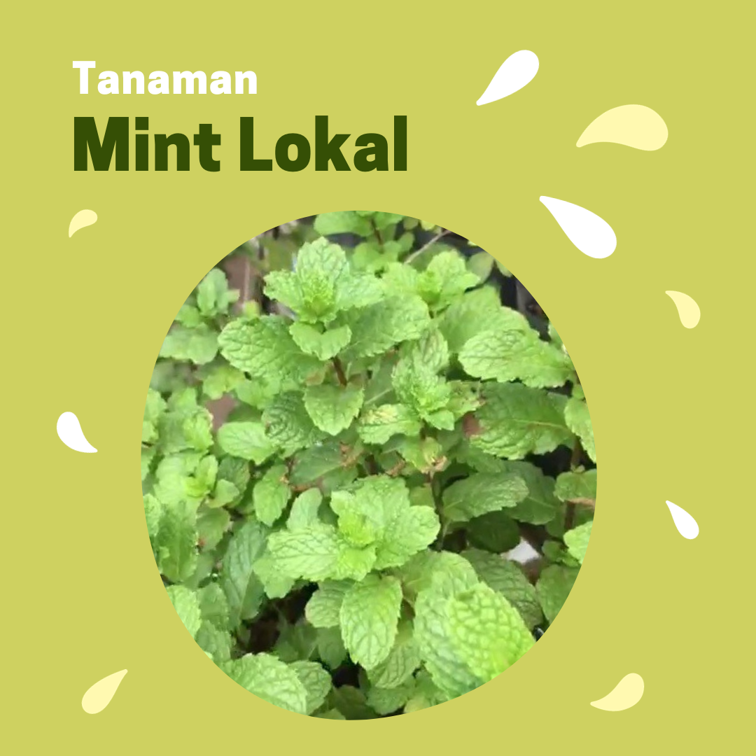 Keajaiban alam dari daun mint lokal.!, WA 0813-5812-3335, Agen budidaya daun mint hidroponik