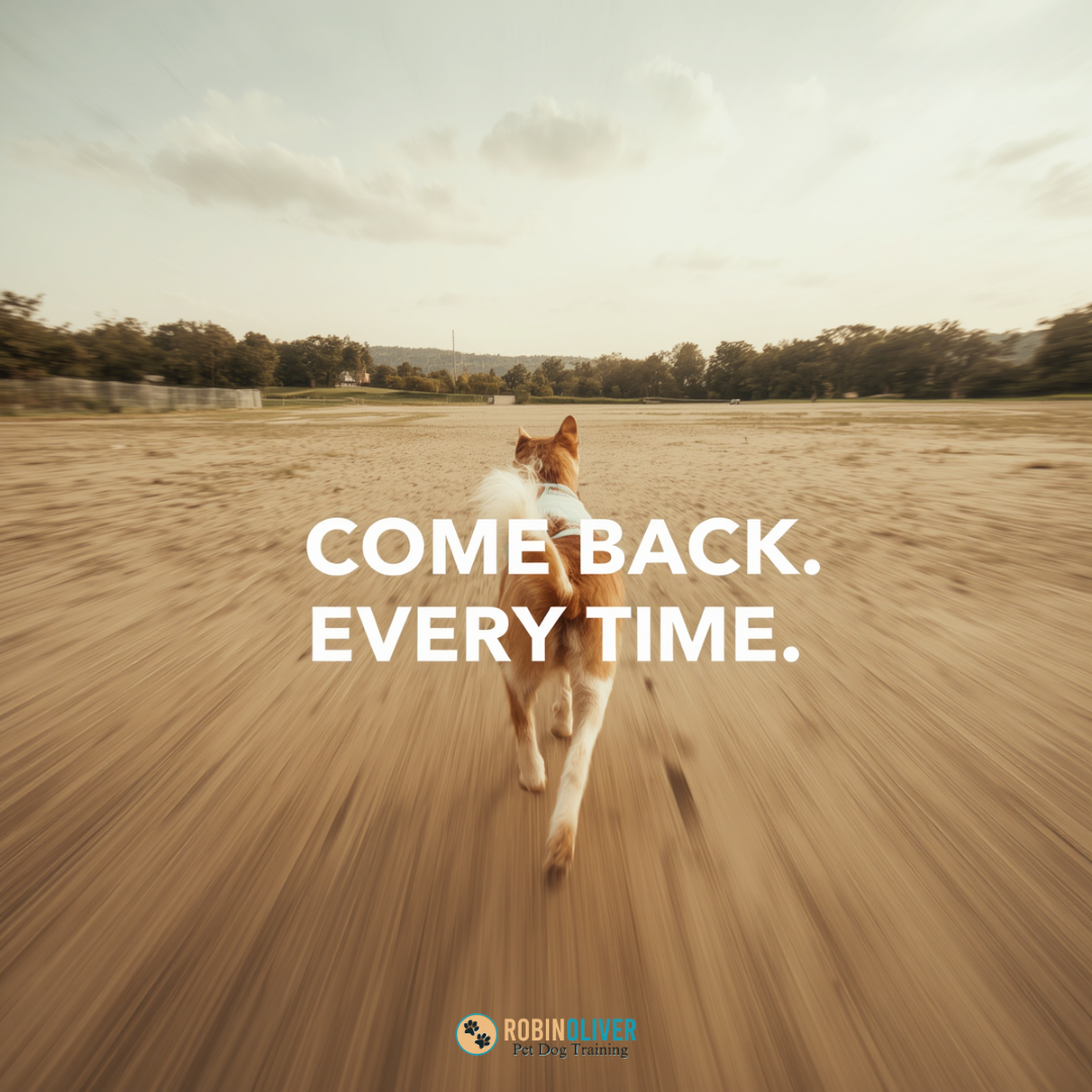 Dog Training — Recall