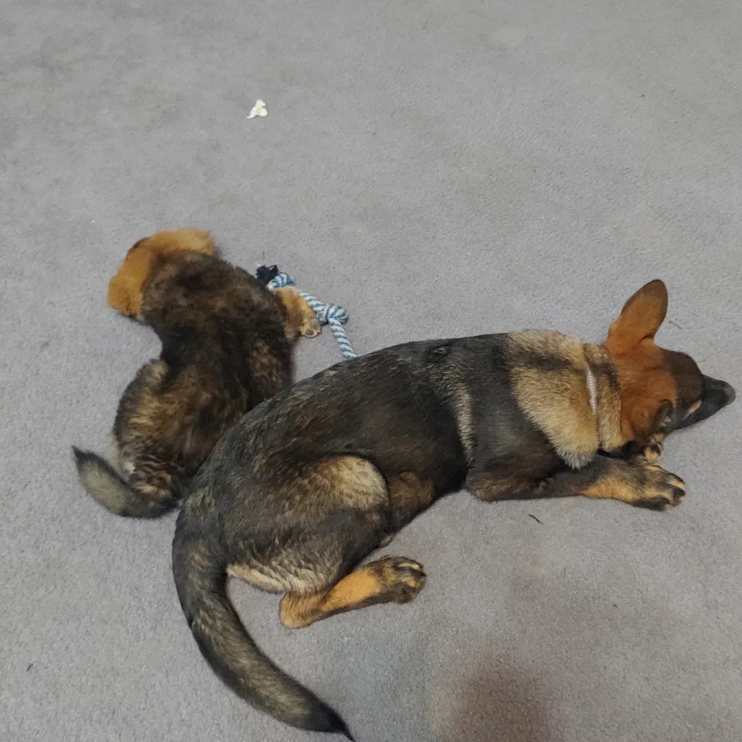 Unleashing Opportunity The Top 8 Dog Affiliate Programs for Pet Lovers