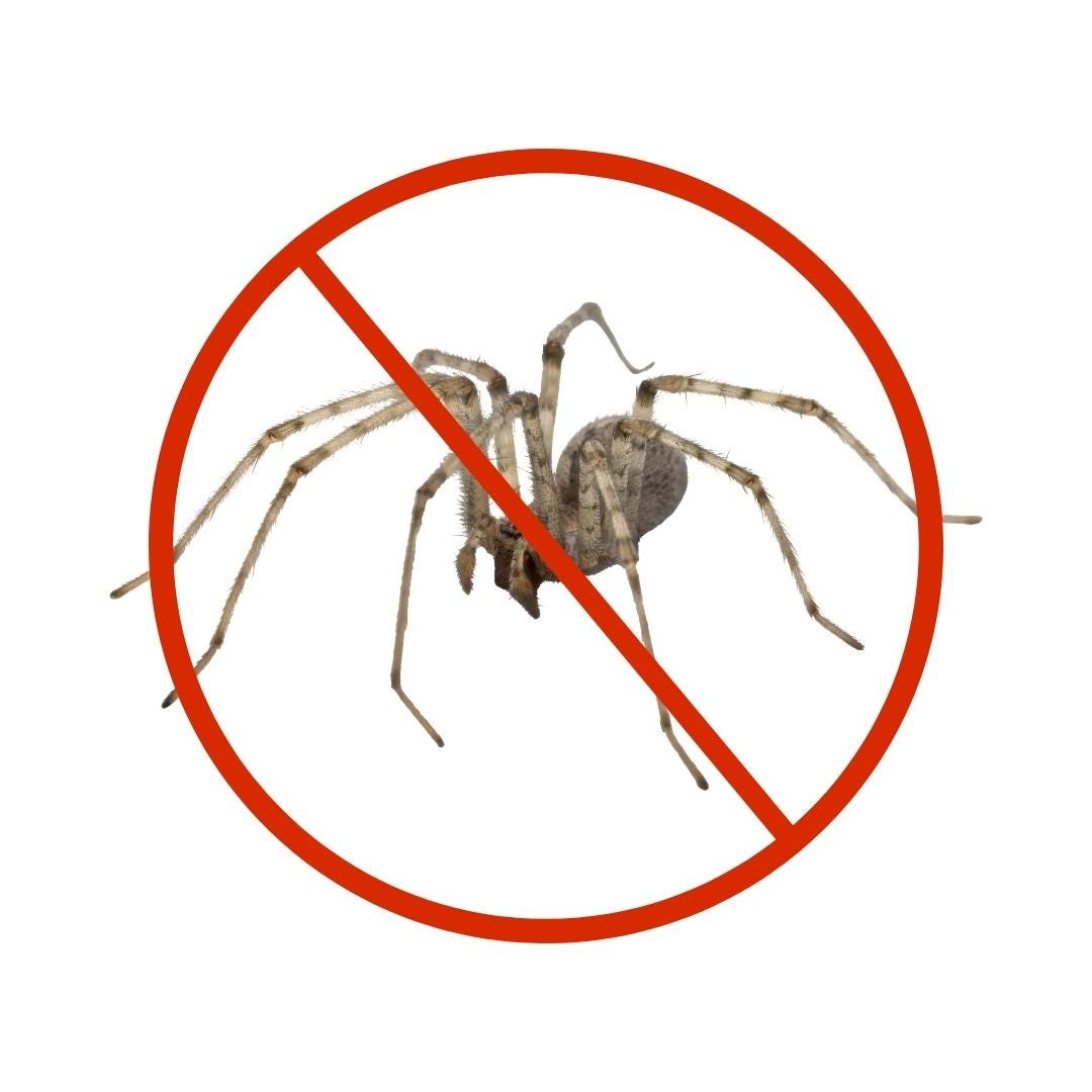 How to Safely Remove Spiders in our house by Expert Pest Control Dubai Medium