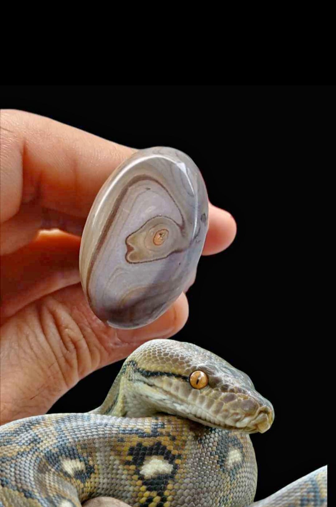 Stone snake https://opensea.io/assets/matic ...