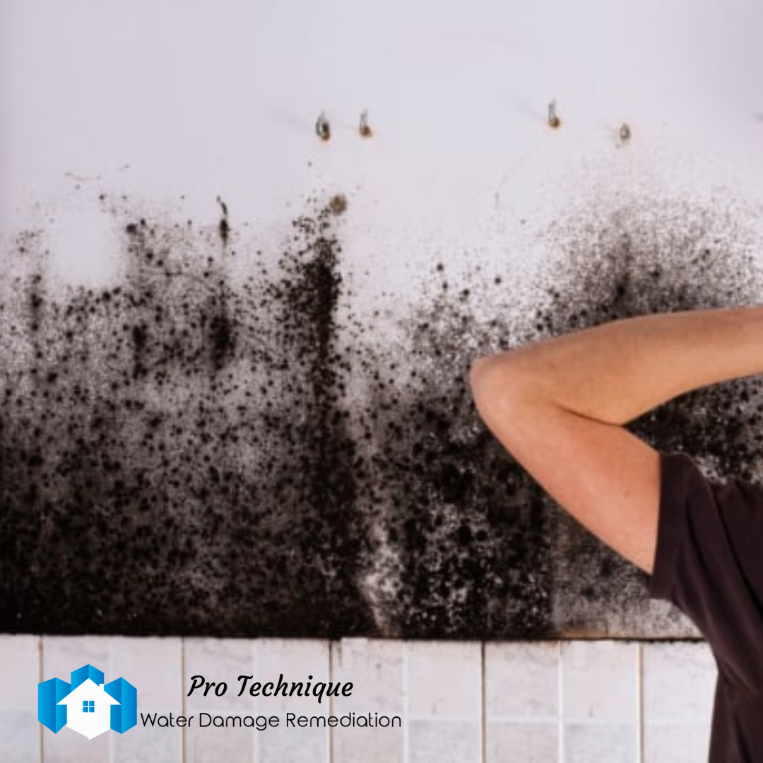 Don’t Let Mold Take Over How Mold Removal Services Can Save Your Home