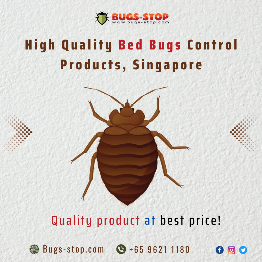 Explore Early Signs of Bed Bugs and How to Remove It Effectively | by  BugsStop Singapore | Medium