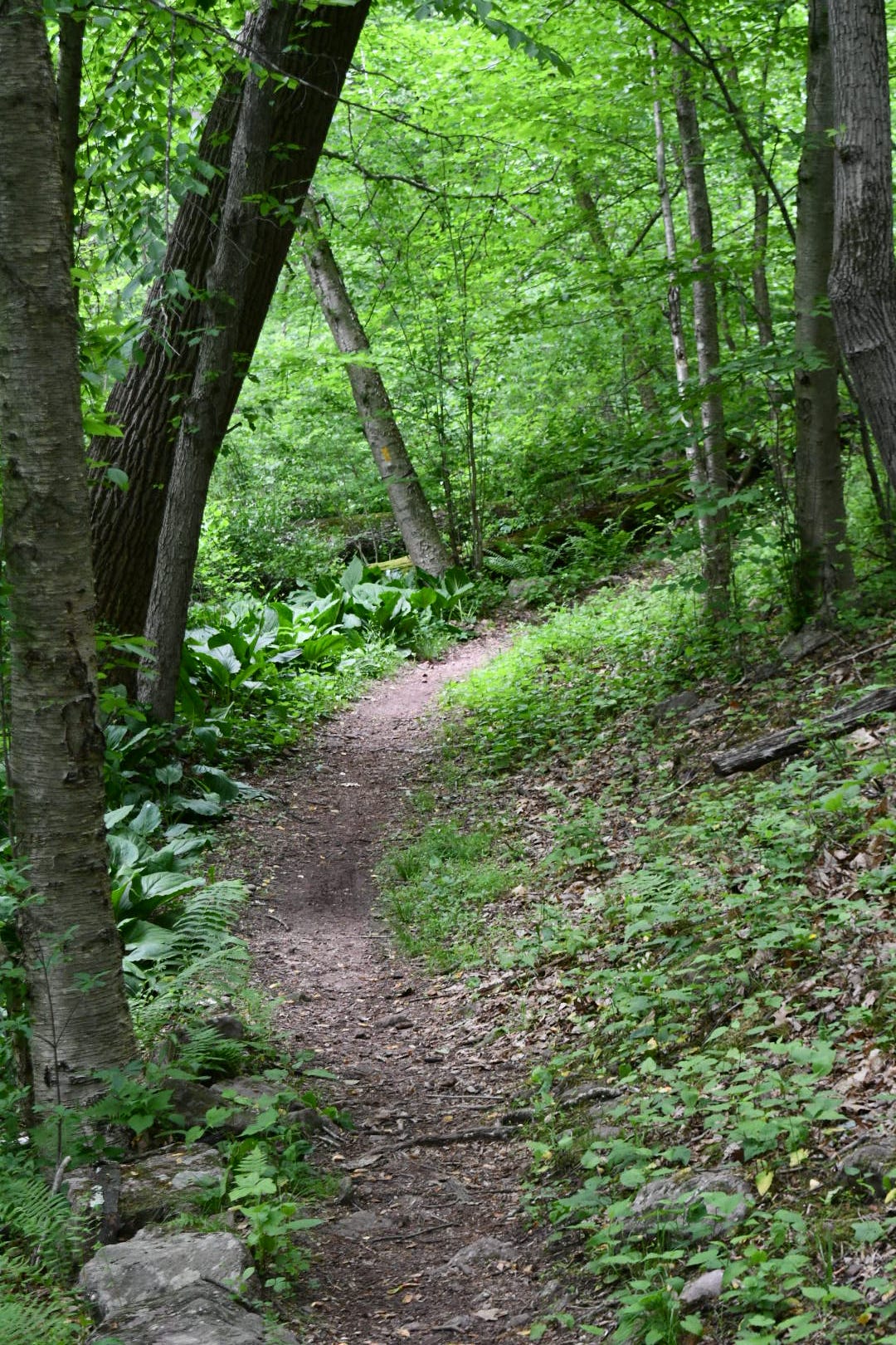 Take the Path Less Traveled. One Step at a Time — Physically… | by J.M ...