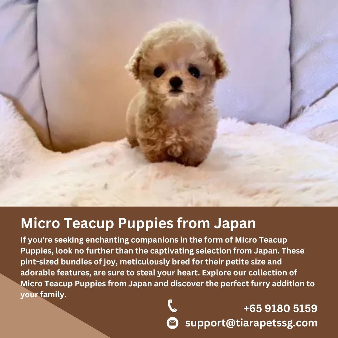 mini teacup dogs