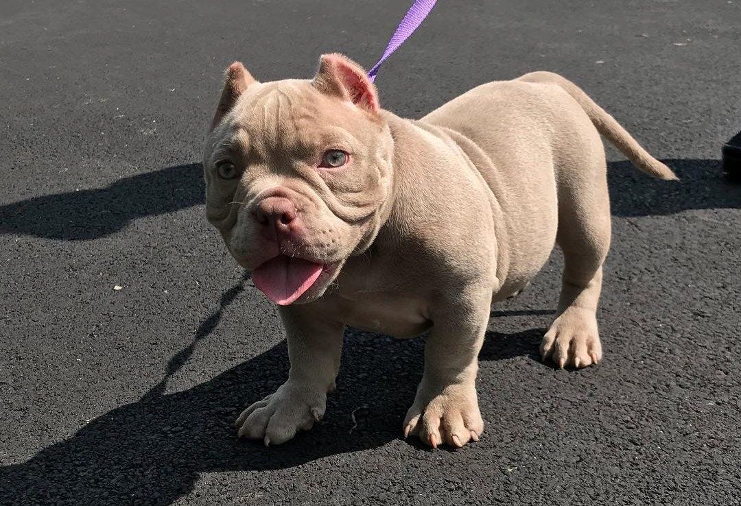 What is the Most Expensive Bully Puppy for sale? by Titus donna Aug