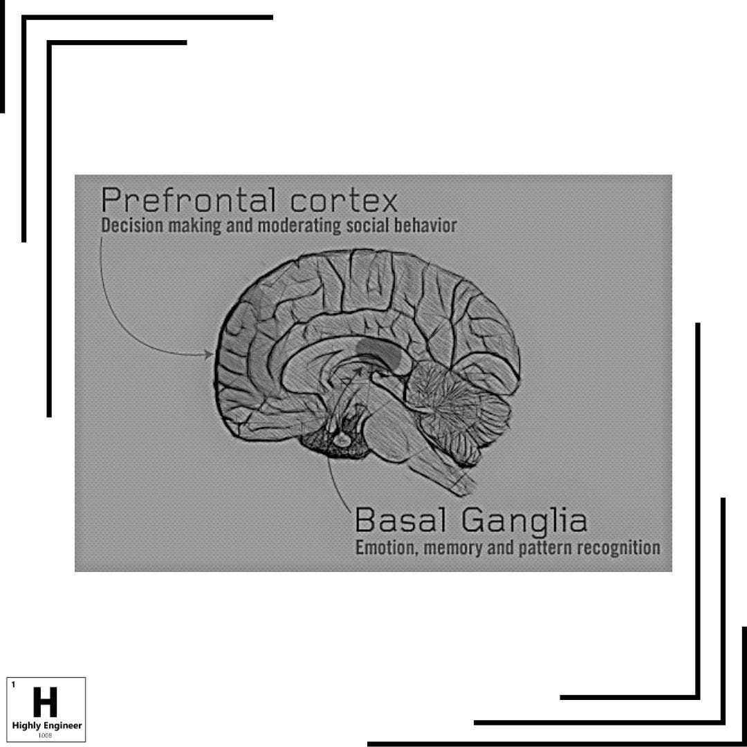 What Parts Of The Brain Are Associated With Habits? Highly Engineer