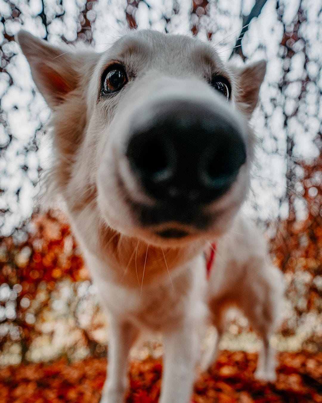 Why Do Dogs Shake?. Do you want to know the secret for… by Flint The