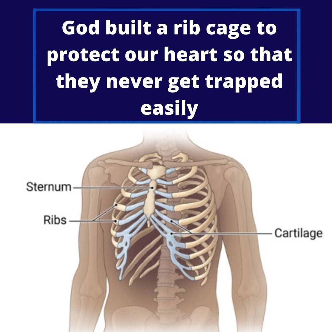 What is rib cage? The rib cage surrounds the lungs and the heart