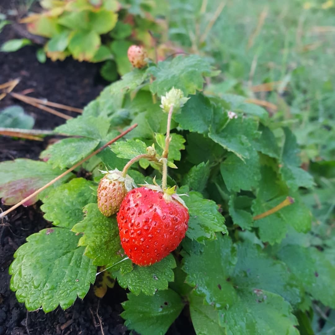How to Grow Your Own Strawberries from Seed by Shannon Lee Mar