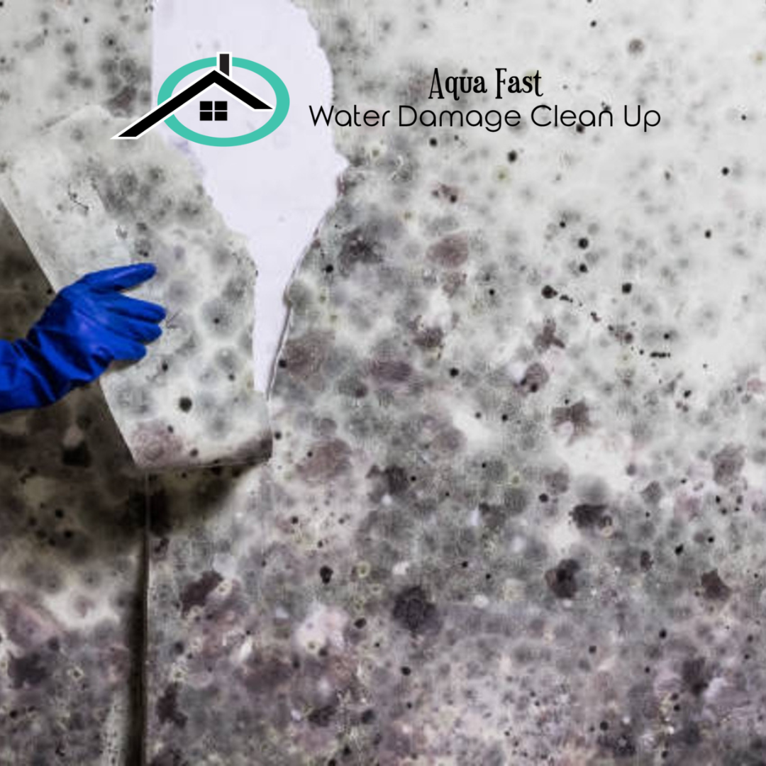 What Types of Mold Does Mold Removal Combat? by Aqua Fast Water