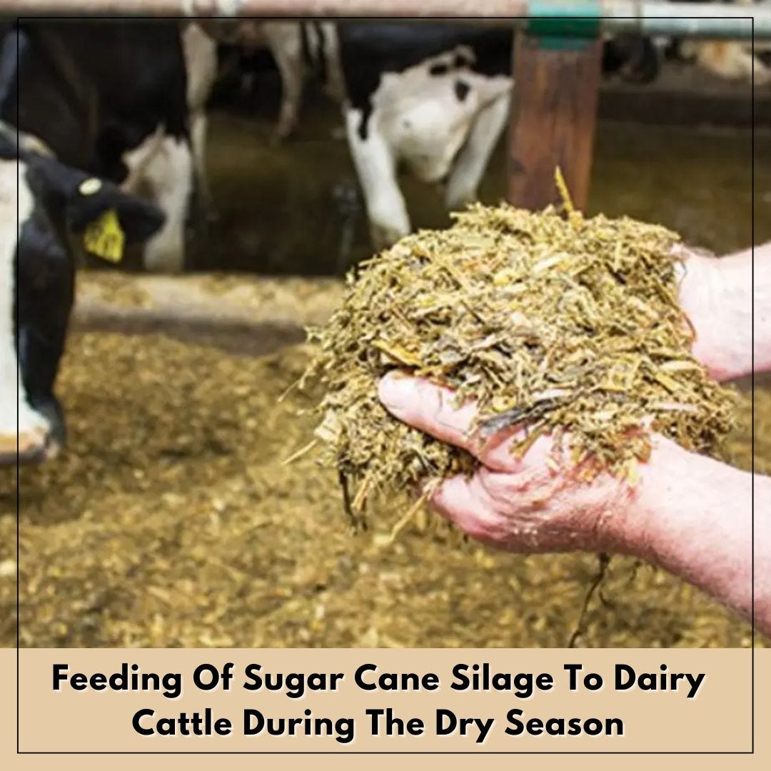 Feeding Of Sugar Cane Silage To Dairy Cattle During The Dry Season by