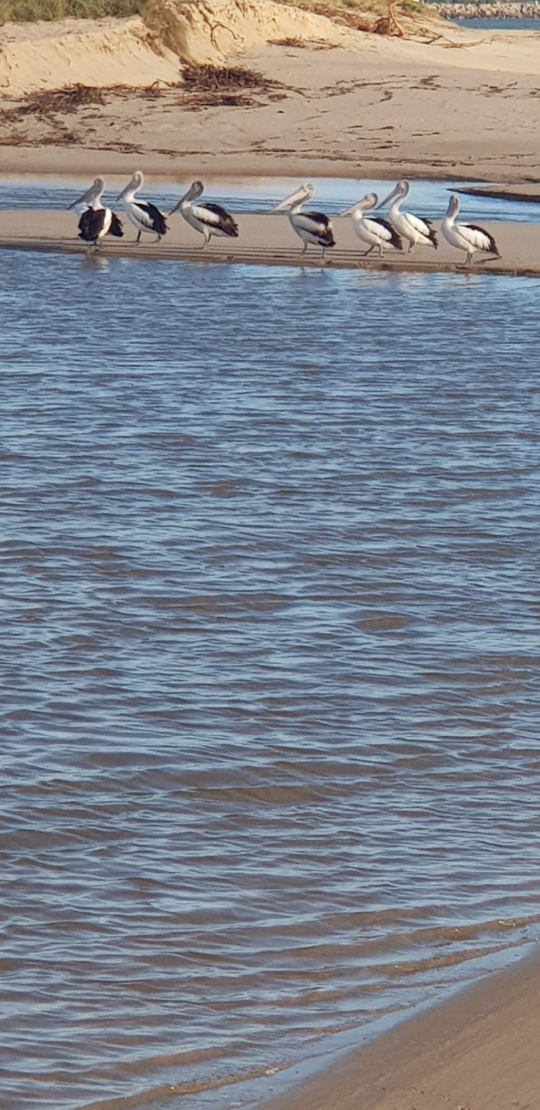 Seven Dancing Pelicans © Lady Donga Diaries 2024