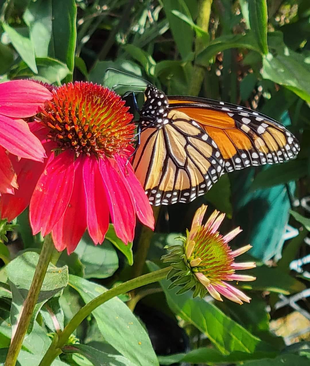 Monarch on Coneflower ©Paula Lechten